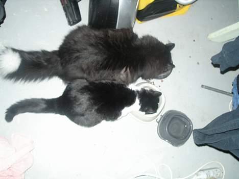 Blanding af racer                     Basse - Det er min mor .... hende den lille.  Men min far var stor - meget stor. billede 6