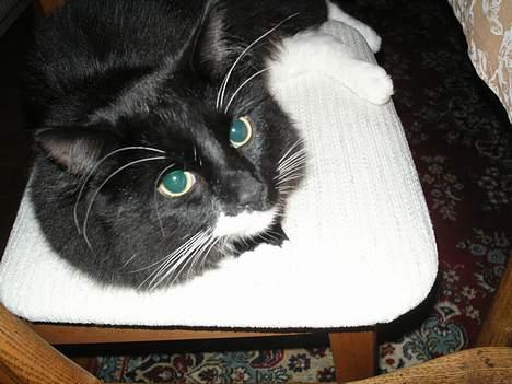 Blanding af racer                     Basse - tag nu det billede så jeg kan tage en slapper...!!! billede 7