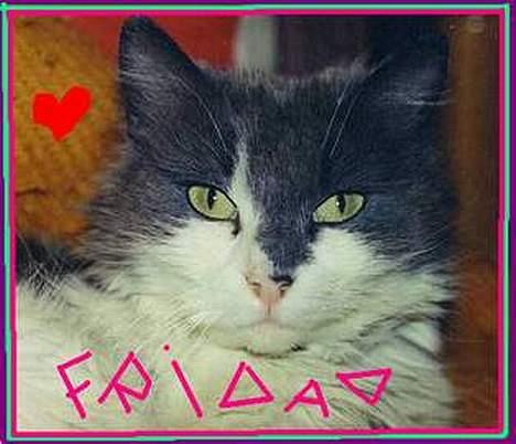 Blanding af racer frida - nora l har lagd bilde til meg.. billede 7