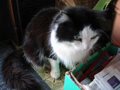 Blanding af racer Strit - jeah billede 2