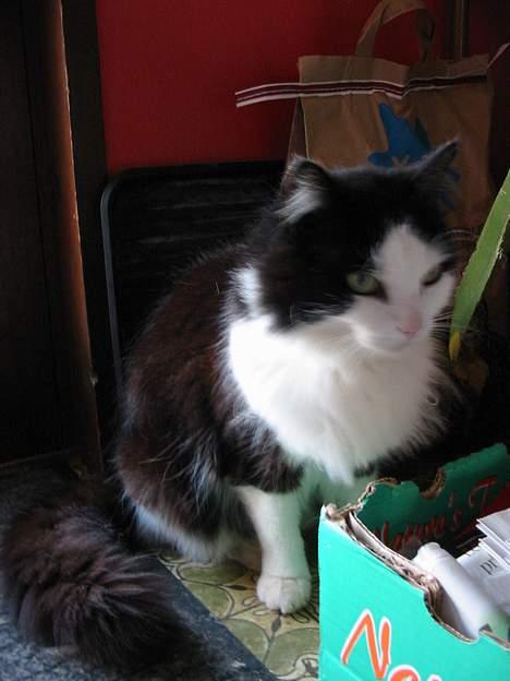 Blanding af racer Strit - smuk smuk billede 3