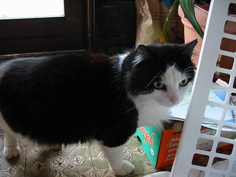 Blanding af racer Strit - floot billede 4