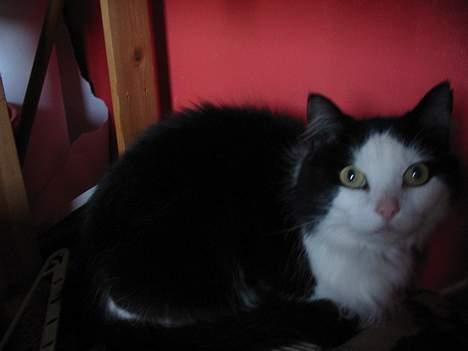 Blanding af racer Strit - harj billede 5