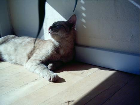 Blanding af racer Oggy - Velkommen, jeg er så den søde kat Oggy billede 1