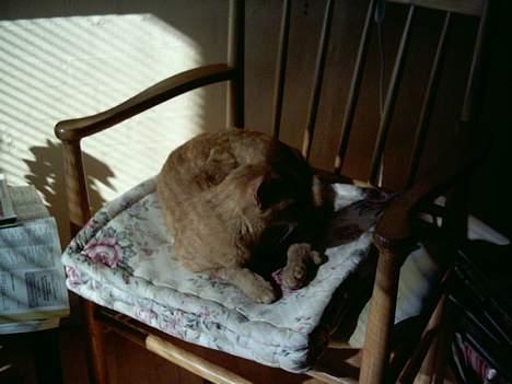 Blanding af racer Oggy - Neej, hvor jeg hygger mig.!!!.. billede 2