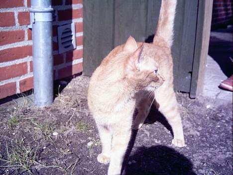 Blanding af racer Oggy - Såå, er jeg ude i min have... billede 3