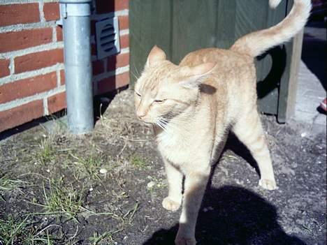 Blanding af racer Oggy - Ejj, hvor er jeg bare et smukt lille bæst.. billede 4