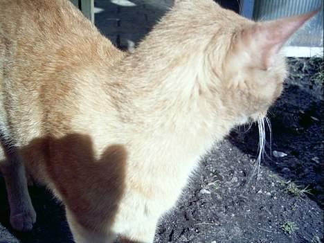 Blanding af racer Oggy - Jeg er altså lige ved at kigge på noget.. billede 5