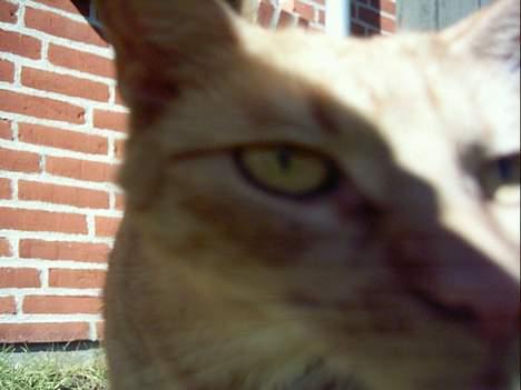 Blanding af racer Oggy - Hvad er det for en mærkelig dims?... billede 6