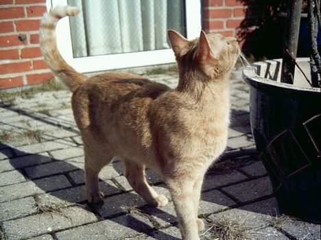 Blanding af racer Oggy - Hvad er det for en lang pind..? billede 7