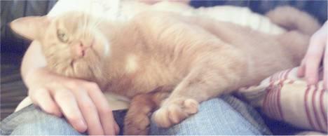 Blanding af racer Oggy - Er jeg ikke bare nusser?.. billede 8