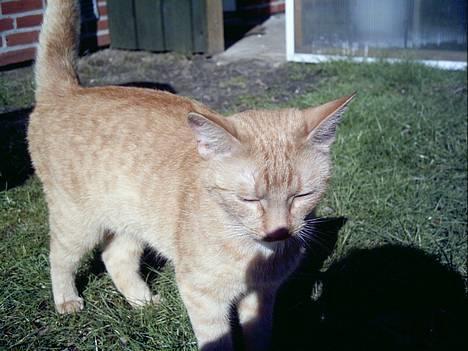 Blanding af racer Oggy - Det er min ejers have... billede 9