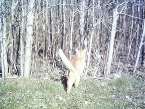 Blanding af racer Oggy - Jeg vil lige gå et smut ind i skoven... billede 10