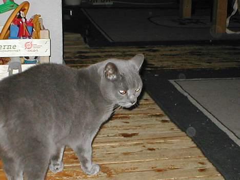 Blanding af racer speedy  - hov" hvem følger efter mig billede 4