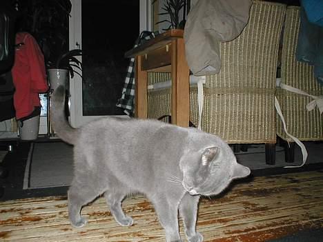 Blanding af racer speedy  - ups" der sad lige noget billede 5