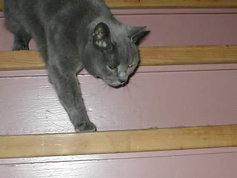 Blanding af racer speedy  - kommer nu,hørte at der var mad billede 6