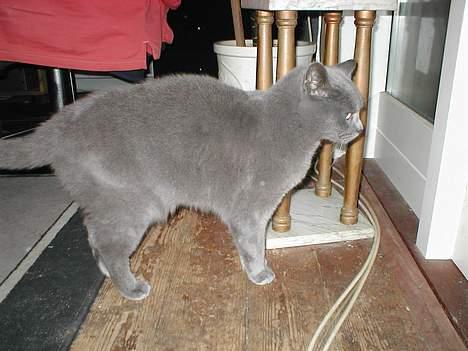 Blanding af racer speedy  - såååå kom dog , vil gerne ud billede 7