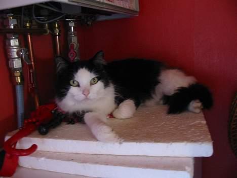 Blanding af racer Strit - er lige blevet vågen:p billede 6