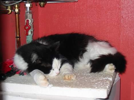 Blanding af racer Strit - sover billede 7