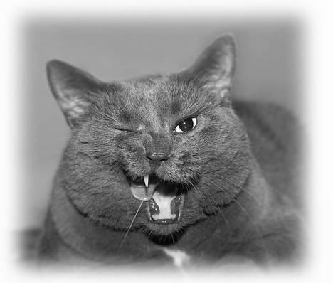 Huskat Bjørn - "How are U doin?" billede 1