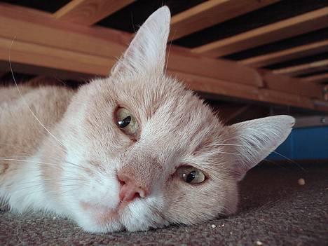 Blanding af racer Flemming R.I.P. - Smukke gamle Flemming 2/4-07 billede 1