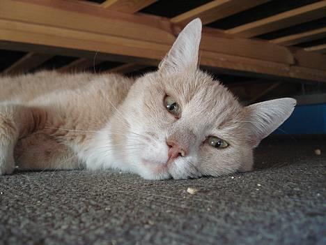 Blanding af racer Flemming R.I.P. - 2/4-07 billede 2