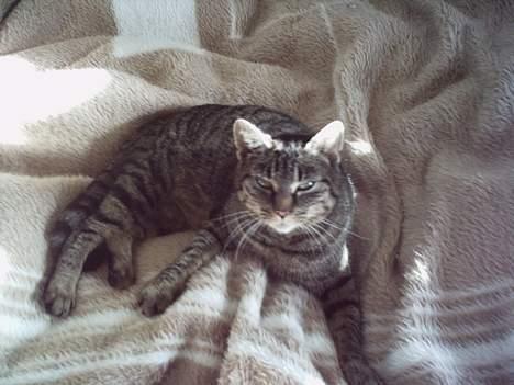 Blanding af racer Fenja! *Død/Forsvundet* - Fenja ligger på min seng ;) billede 1