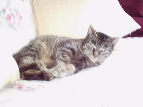 Blanding af racer Fenja! *Død/Forsvundet* - Fenja ligger og dovner på sofa´en! billede 2