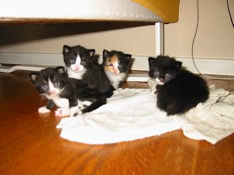 Blanding af racer                     Basse - Her er jeg med mine søskende ... det er mig til højre.!!! billede 9