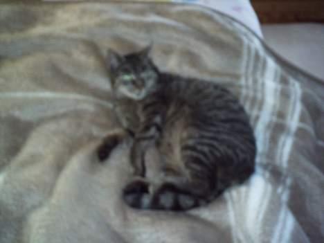 Blanding af racer Fenja! *Død/Forsvundet* billede 3