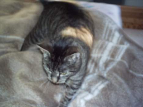 Blanding af racer Fenja! *Død/Forsvundet* billede 4