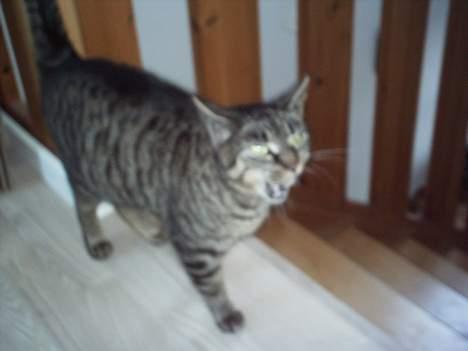 Blanding af racer Fenja! *Død/Forsvundet* billede 5