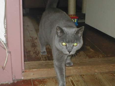 Blanding af racer speedy  - her kommer jeg billede 9