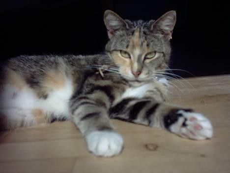 Huskat Beauthy *DØD-2006* - "Rrrr... Lækker? Jeg hved det..."  Beauthy er lige Blevet foto model... ;-) billede 3