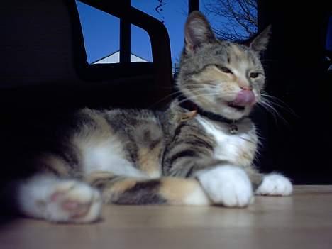 Huskat Beauthy *DØD-2006* - "Skønt med lidt solskin..." Missen "Slikker" sol... :-D billede 4