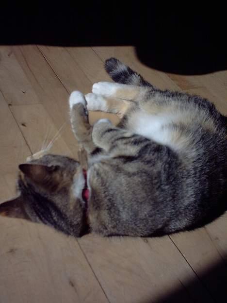 Huskat Beauthy *DØD-2006* - "Nøøj det er skønt at rulle lidt rundt og flyde..."  billede 6