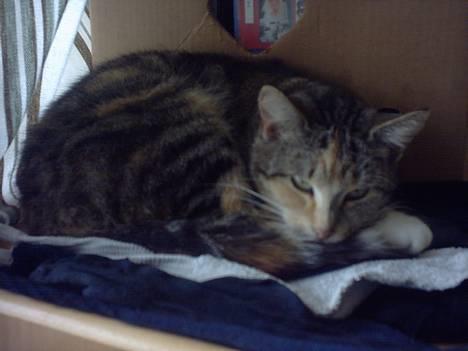 Huskat Beauthy *DØD-2006* - Hej Hej Beauthy... :-) Fik sig vidst lige en lille lur. billede 8