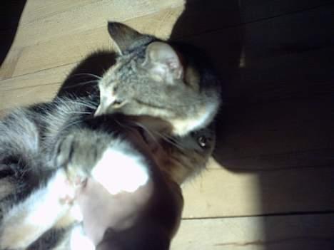 Huskat Beauthy *DØD-2006* - "Av Av Frække Mis" Så er det vidst tid til at lege... :-D billede 10