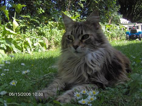 Maine Coon Løvehulens Hotlips - havens dronning -Hotlips med bellis   billede 1