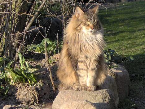 Maine Coon Løvehulens Hotlips - så bliver der slikket solskin billede 2