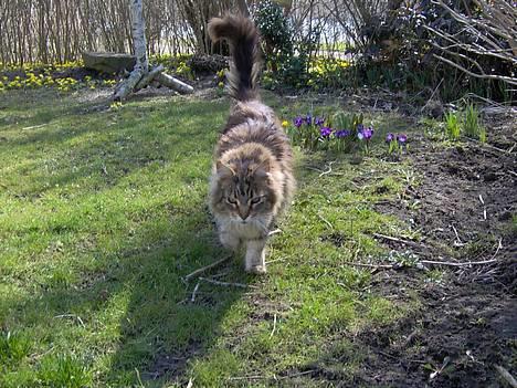 Maine Coon Løvehulens Hotlips - hvad vil han nu? billede 3