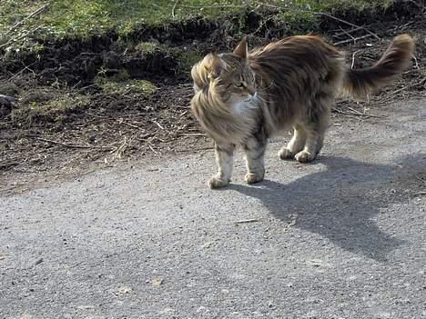 Maine Coon Løvehulens Hotlips - Ja det blæser 3/4 pelikan billede 4