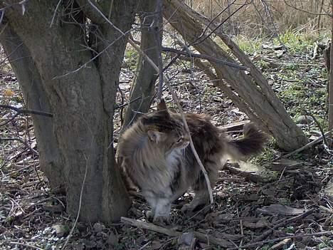Maine Coon Løvehulens Hotlips - Jeg er den ubestridte territorie dronning billede 5