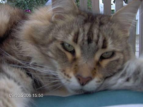 Maine Coon Løvehulens Hotlips - afslapning på terassen billede 6
