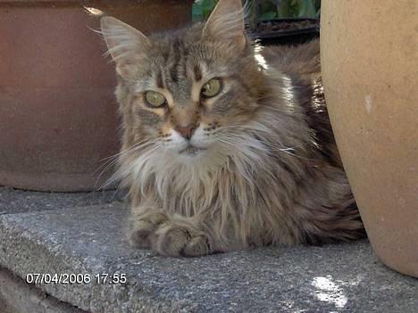 Maine Coon Løvehulens Hotlips - en "krukke" mellem krukkerne billede 7