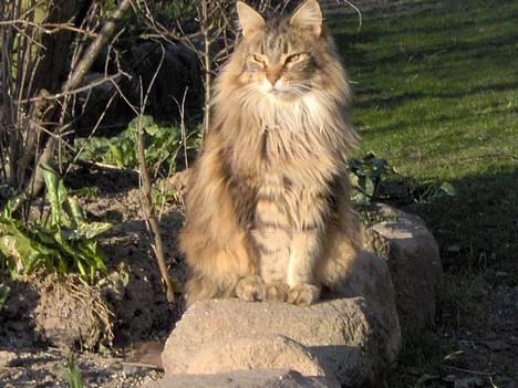 Maine Coon Løvehulens Hotlips - man ved da godt at man er smuk..... billede 8