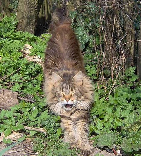 Maine Coon Løvehulens Hotlips - lige vågnet efter en lur i det grønne...  billede 9