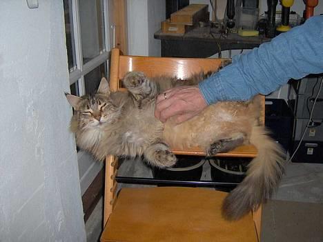 Maine Coon Løvehulens Hotlips - Farfar klør så dejligt på maven billede 10