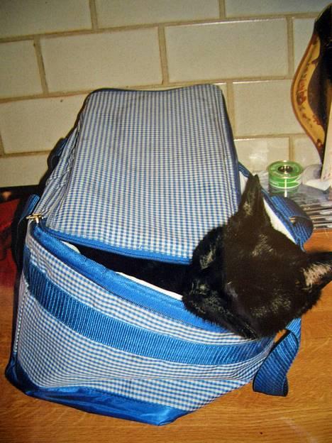 Blanding af racer Sorte *DØD* - Sorte Sover.. HÅBER du kommer tilbage, men gør du ikke =´( billede 1