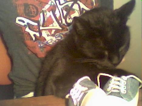 Blanding af racer Sorte *DØD* - Sorte og min Nieces sko (str. 15) billede 2